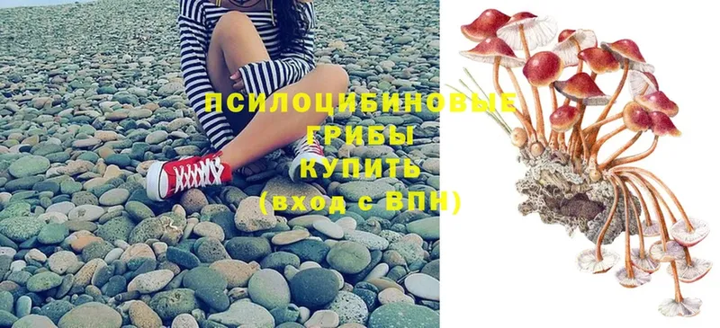 наркотики  Ступино  Галлюциногенные грибы Psilocybe 